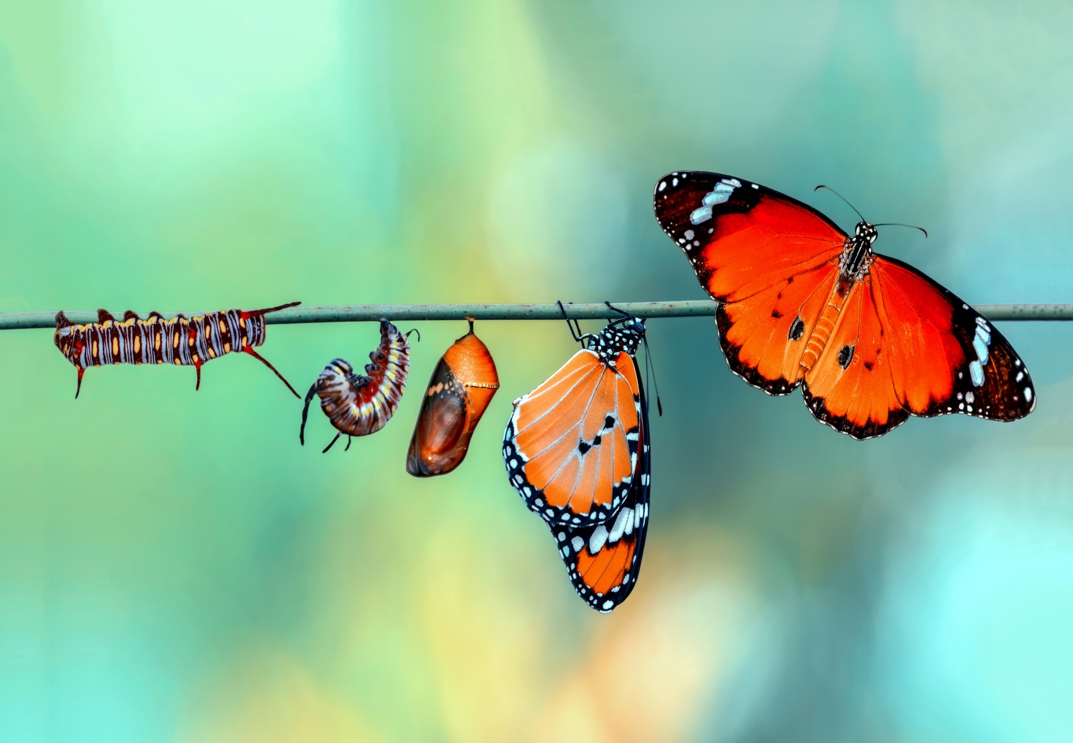 Rups Naar Vlinder