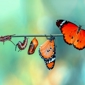 Rups Naar Vlinder