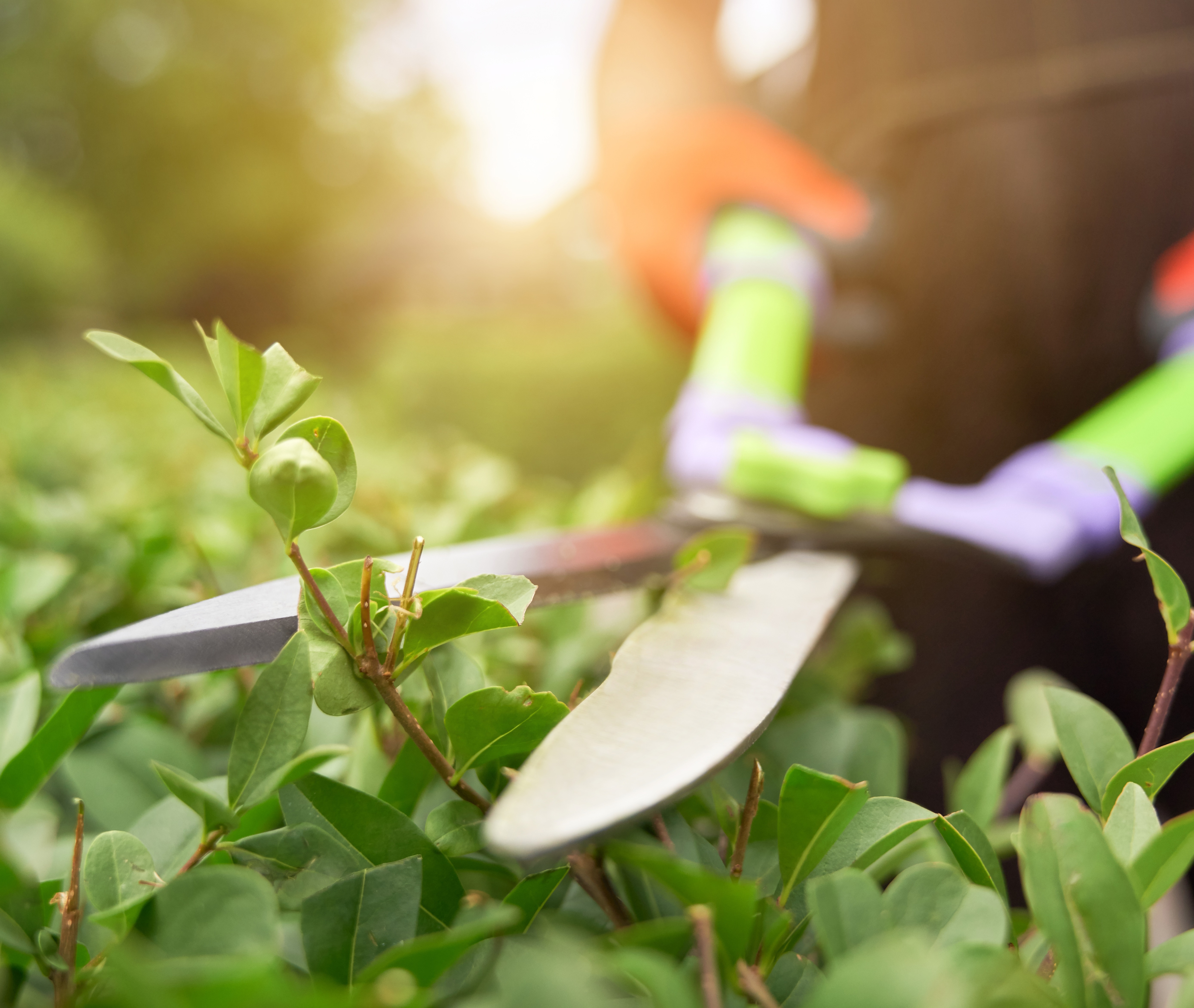 Male Hands Cutting Bushes With Big Scissors