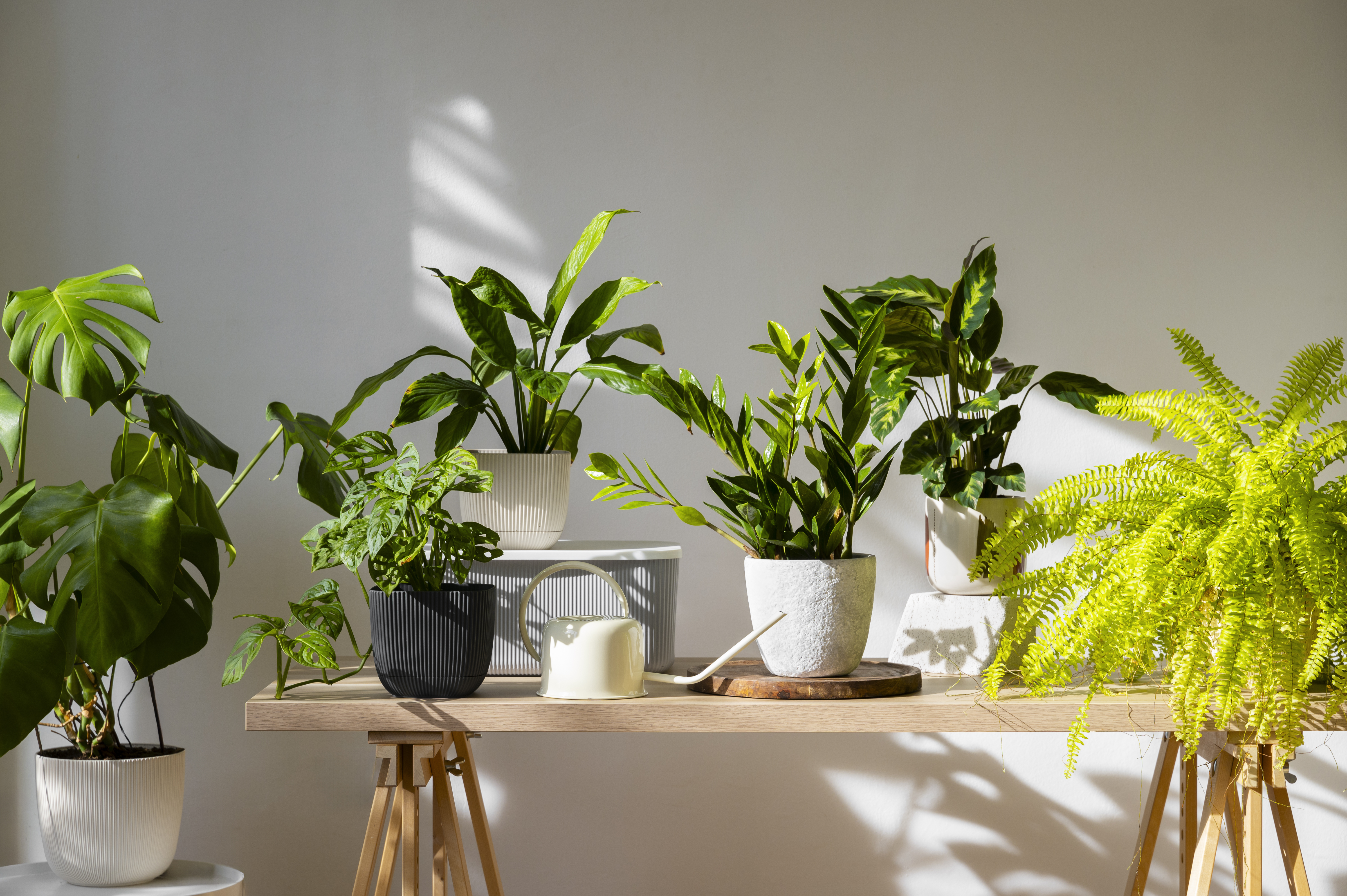 Indoor Plants Studio