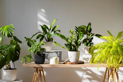 Indoor Plants Studio