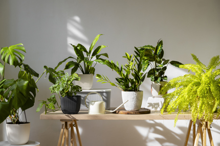 Indoor Plants Studio